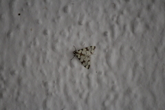 Conchylodes octonalis