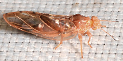 Phylloplecta tripunctata