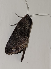 Odontodes seranensis