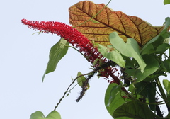 Coccoloba rugosa