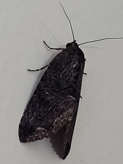 Odontodes seranensis