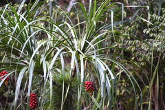 Pandanus gemmifer