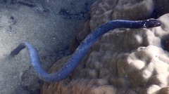 Emydocephalus annulatus