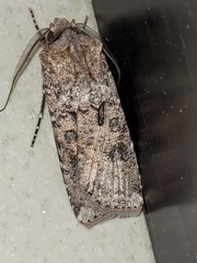 Agrotis segetum