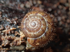 Neophenacohelix ziczac