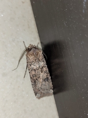 Agrotis segetum