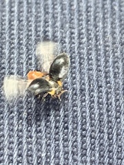 Apolinus lividigaster