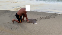 Myliobatis peruvianus