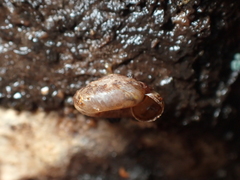 Punctoidea