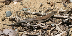 Pholidoscelis exsul