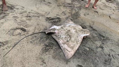 Myliobatis peruvianus