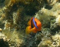 Amphiprion melanopus