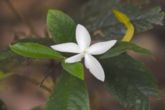 Atractocarpus hirtus