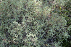 Azorella prolifera