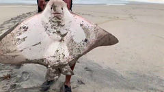 Myliobatis peruvianus