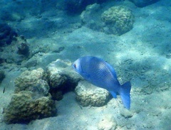 Kyphosus cinerascens