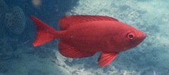 Priacanthus hamrur