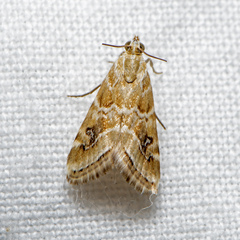 Hellula hydralis