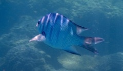 Abudefduf whitleyi