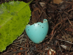 Turdus philomelos clarkei