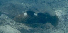 Epinephelus maculatus