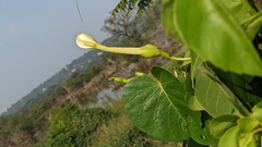 Ipomoea violacea