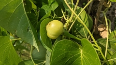 Ipomoea violacea