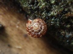 Phenacohelix