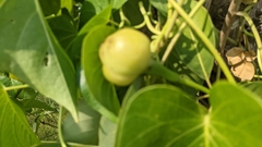 Ipomoea violacea