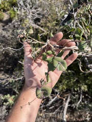 Lonicera
