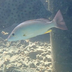Lutjanus russellii