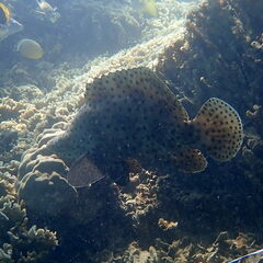 Chromileptes altivelis