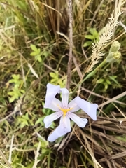 Iridaceae