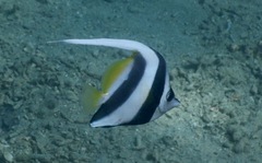 Heniochus acuminatus