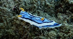 Chromodoris elisabethina