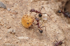 Novomessor albisetosus