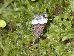 Scoparia minusculalis