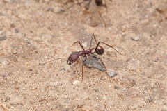 Novomessor albisetosus