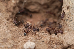 Novomessor albisetosus