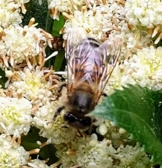 Apis mellifera