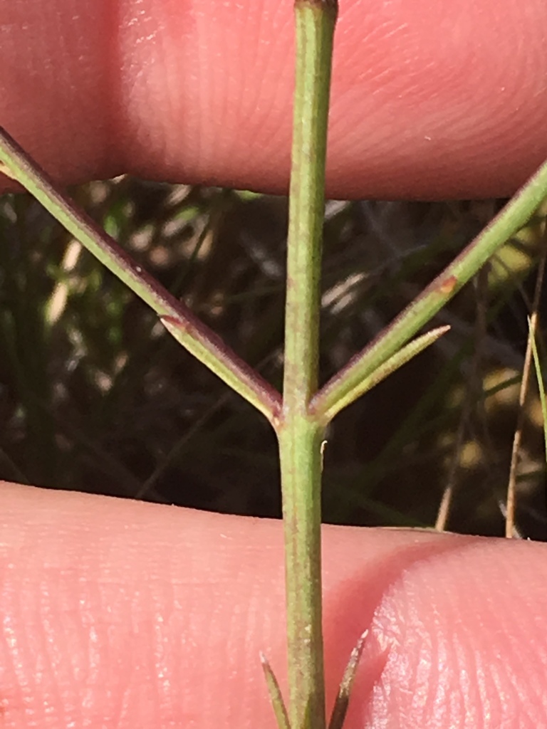 Ridgestem False Foxglove