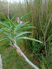 Solanum glaucophyllum