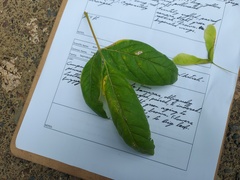 Acer negundo