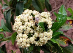 Apis mellifera