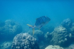 Gnathanodon speciosus
