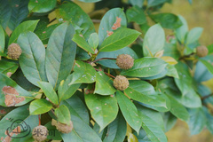 Liquidambar chinensis