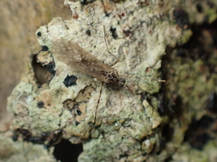 Amphineurus hudsoni