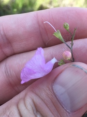 Agalinis oligophylla