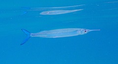 Hyporhamphus dussumieri