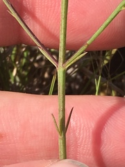 Agalinis oligophylla